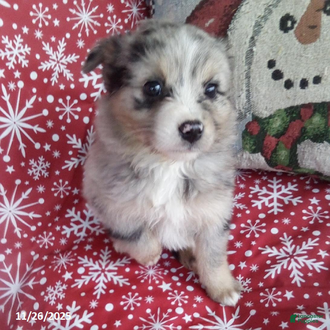 Miniature Australian Shepherd dogs Candy - Ad 7