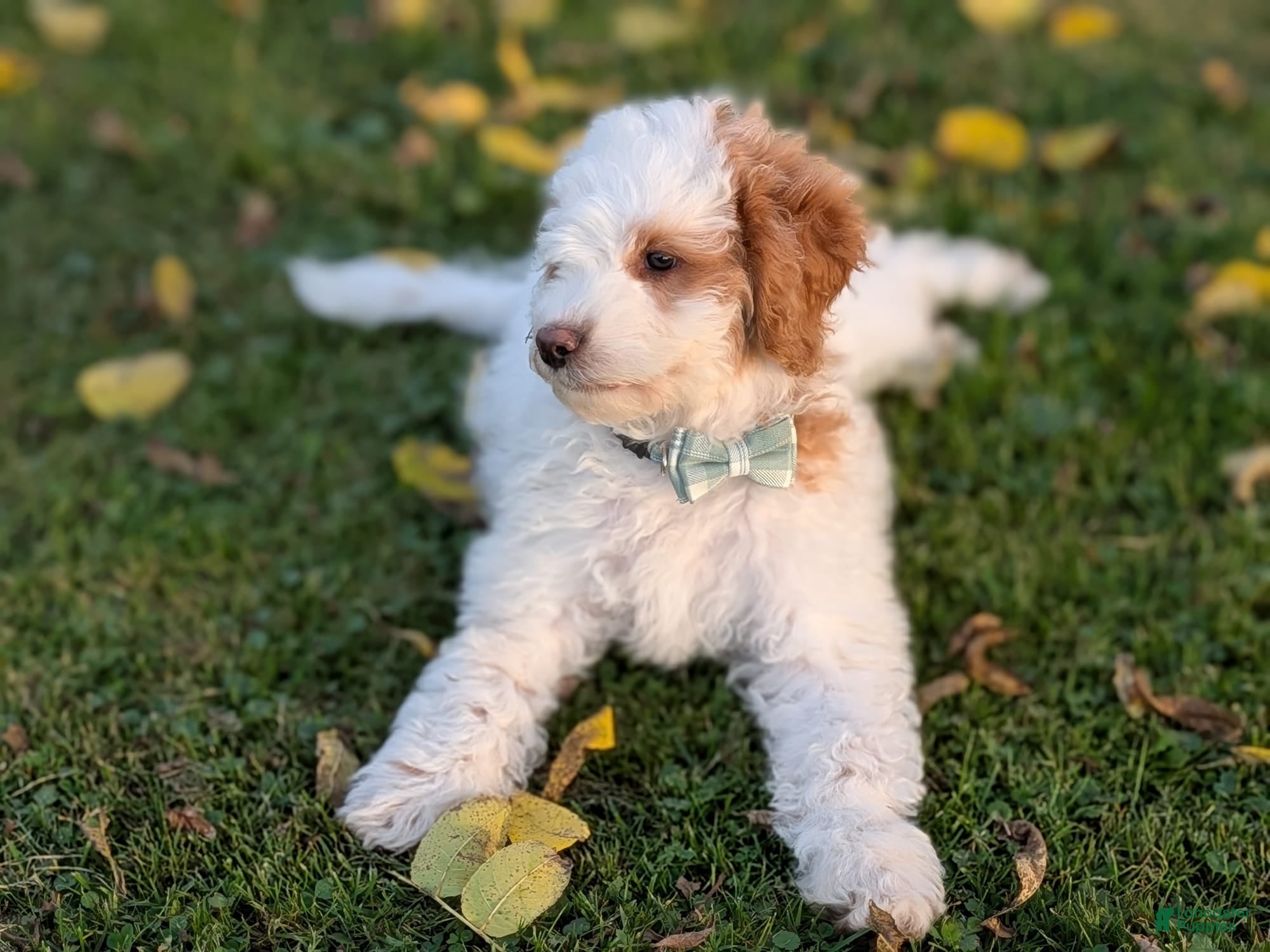 Mini Goldendoodle dogs Buddy - Ad 1