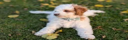 Mini Goldendoodle dogs for sale: Buddy - Ad 1