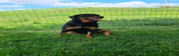 Rottweiler dogs for sale: Lola - Ad 6