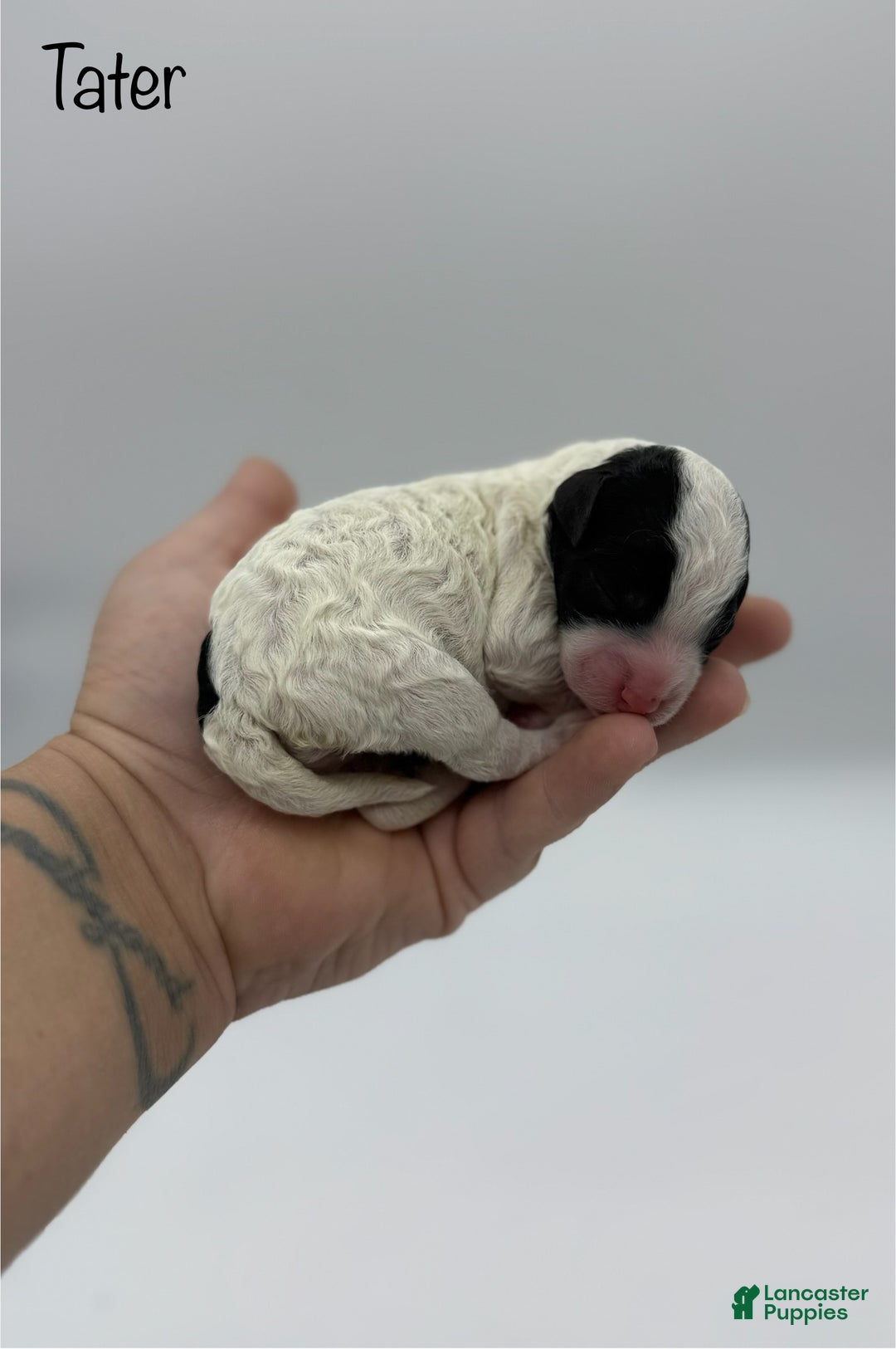 Miniature Poodle dogs for sale: Tater - Ad 4