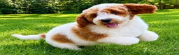 Mini Goldendoodle dogs for sale: Tucker Mini Goldendoodle F1B - Ad 5