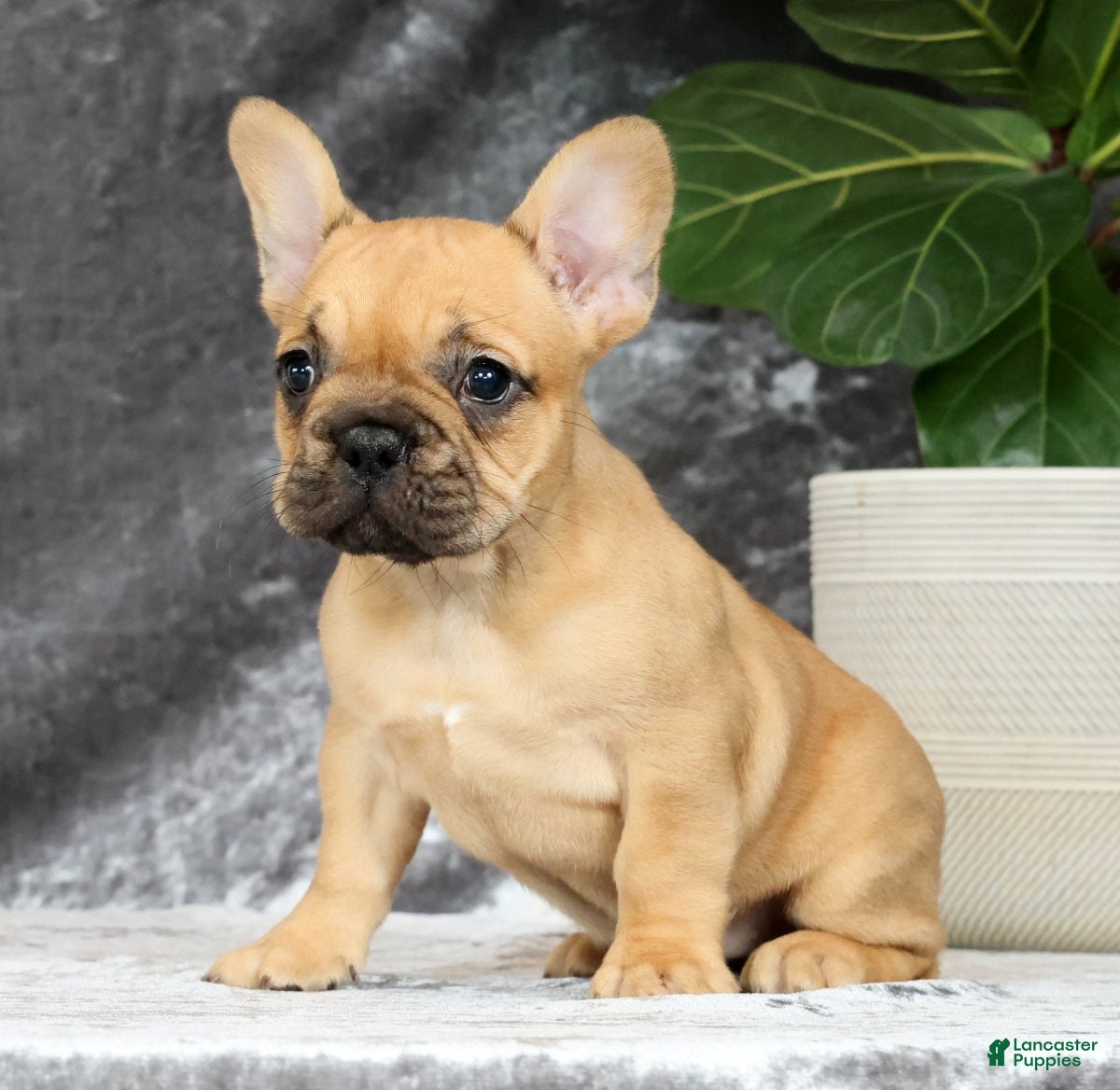 French Bulldog dogs Bethany - Ad 2