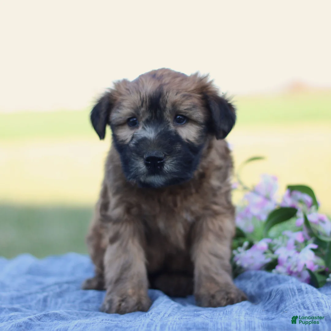 Soft Coated Wheaten Terrier dogs for sale: Gabby  - Ad 1
