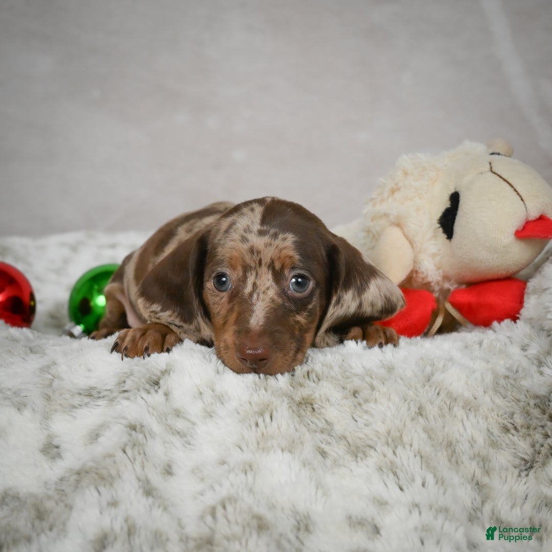 Miniature Dachshund dogs for sale: Hunter - Ad 7