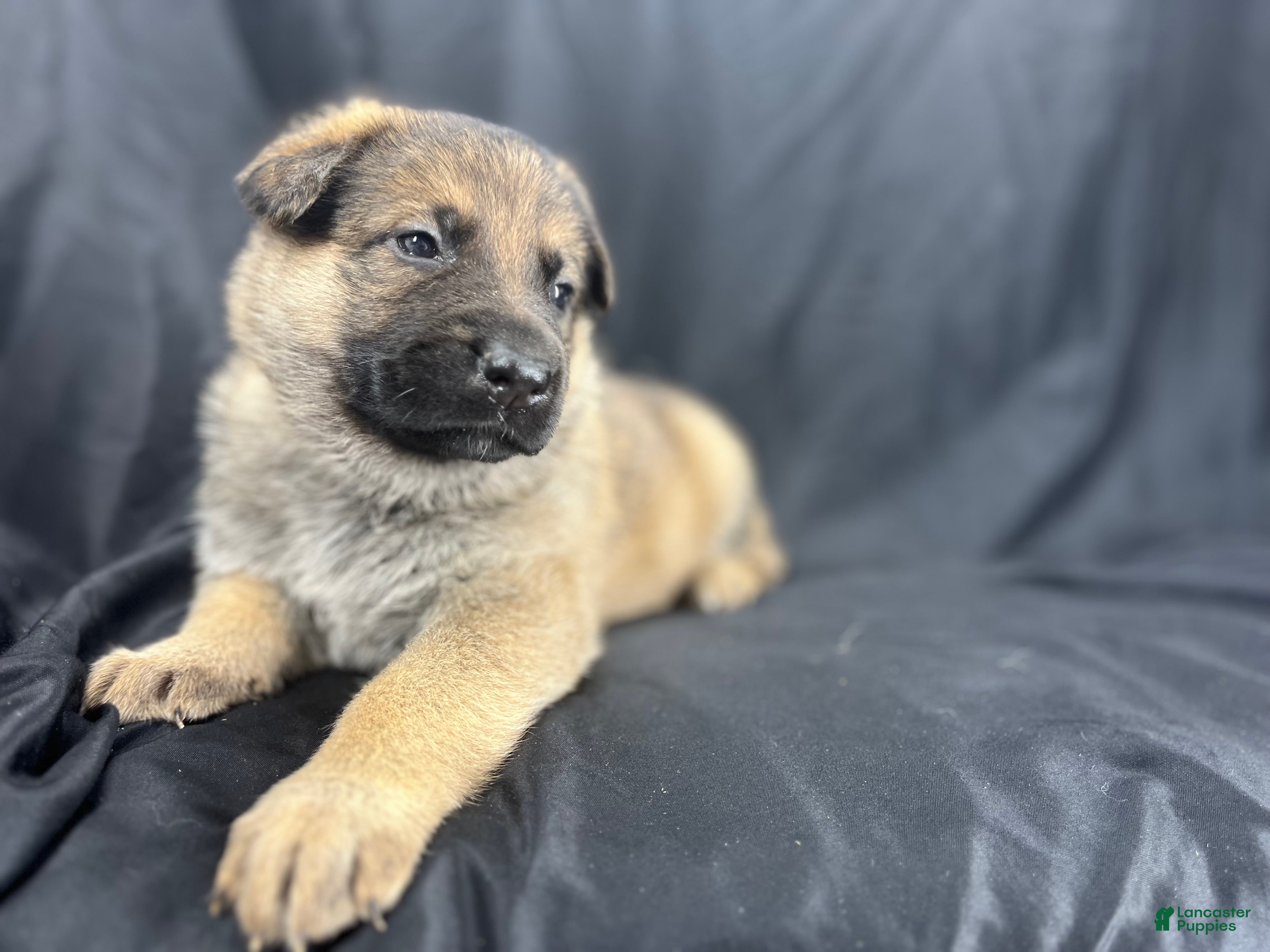 German Shepherd dogs Sadie - Ad 1