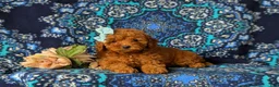 Toy Poodle dogs for sale: Jordyn - Ad 5