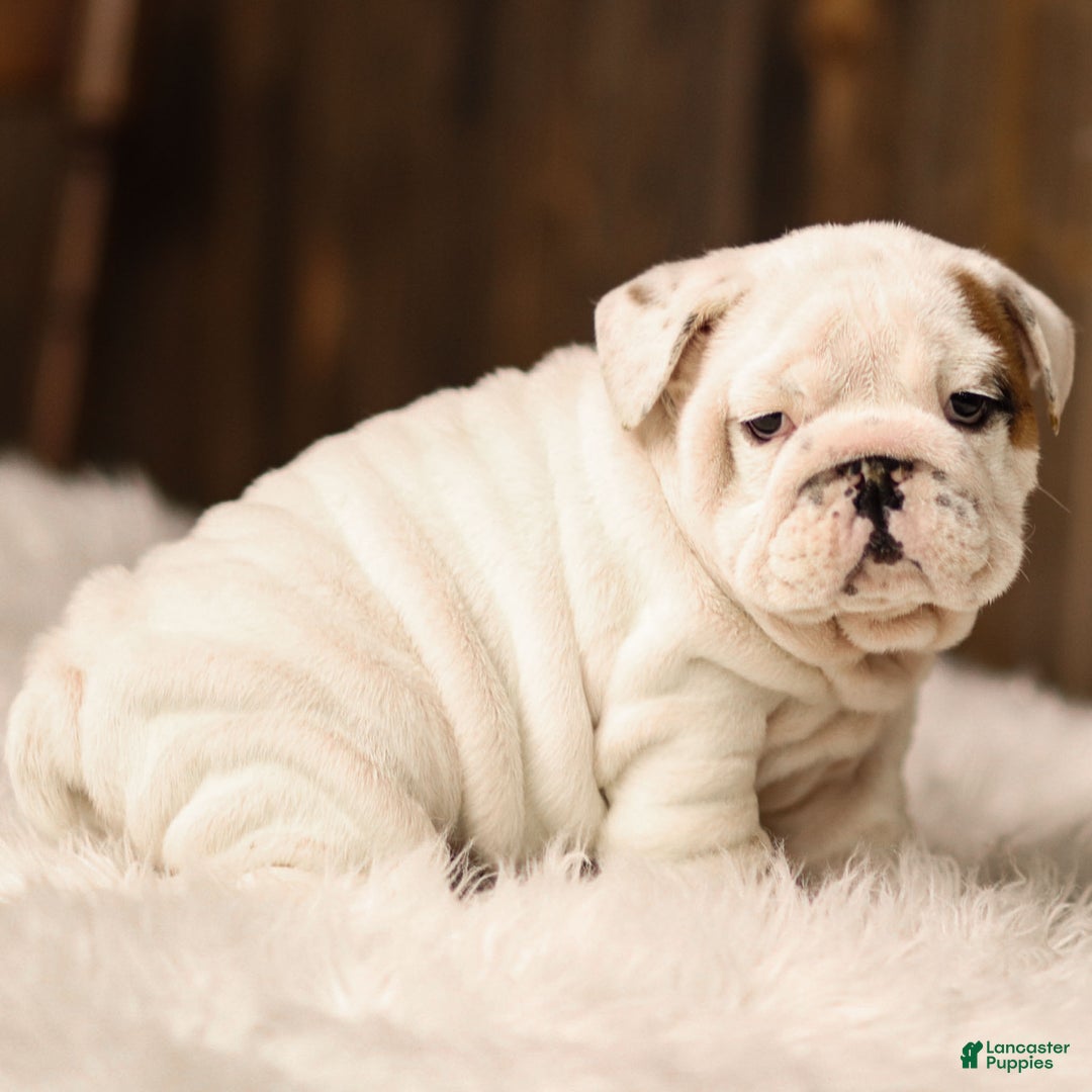 English Bulldog dogs for sale: Frosty - Ad 2