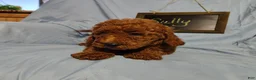 Mini Goldendoodle dogs for sale: Sully - Ad 4