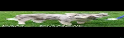 French Bulldog dogs for stud: Lokii - Ad 3