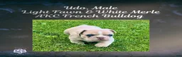 French Bulldog dogs for sale: Udo “Black”Collar, Male - Ad 10