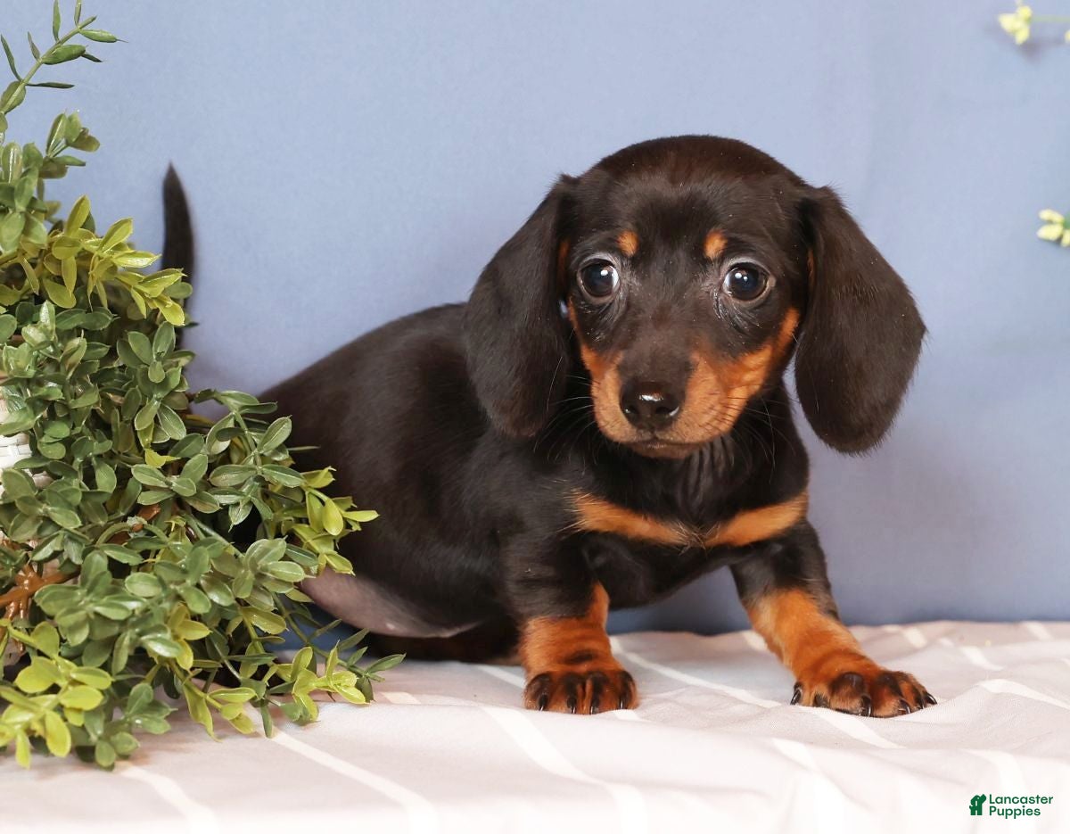 Miniature Dachshund dogs Izzy - Ad 2