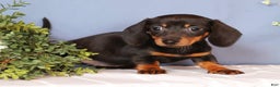 Miniature Dachshund dogs for sale: Izzy - Ad 2