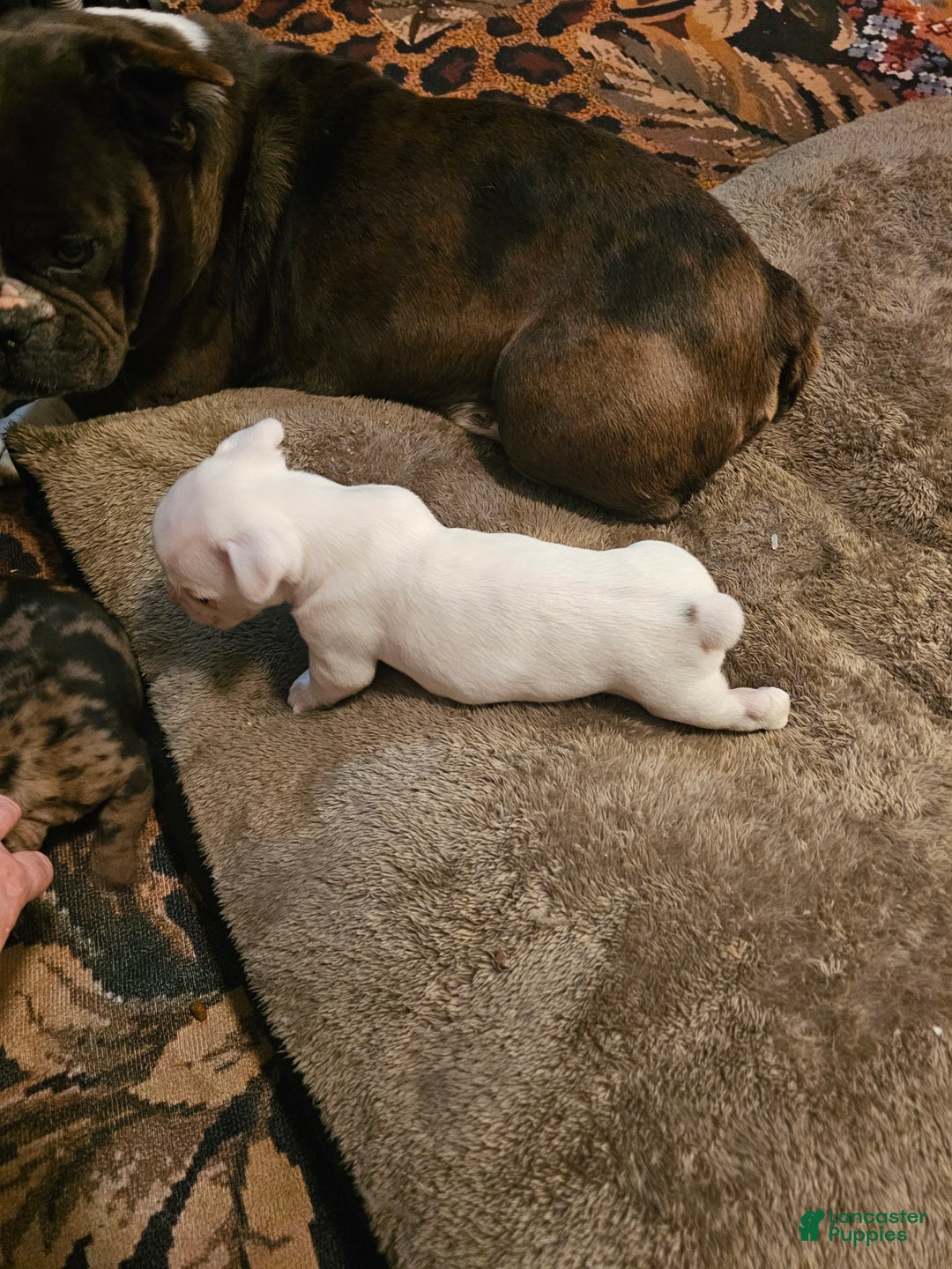 Frenchton dogs for sale: Frenchton Casper  - Ad 6