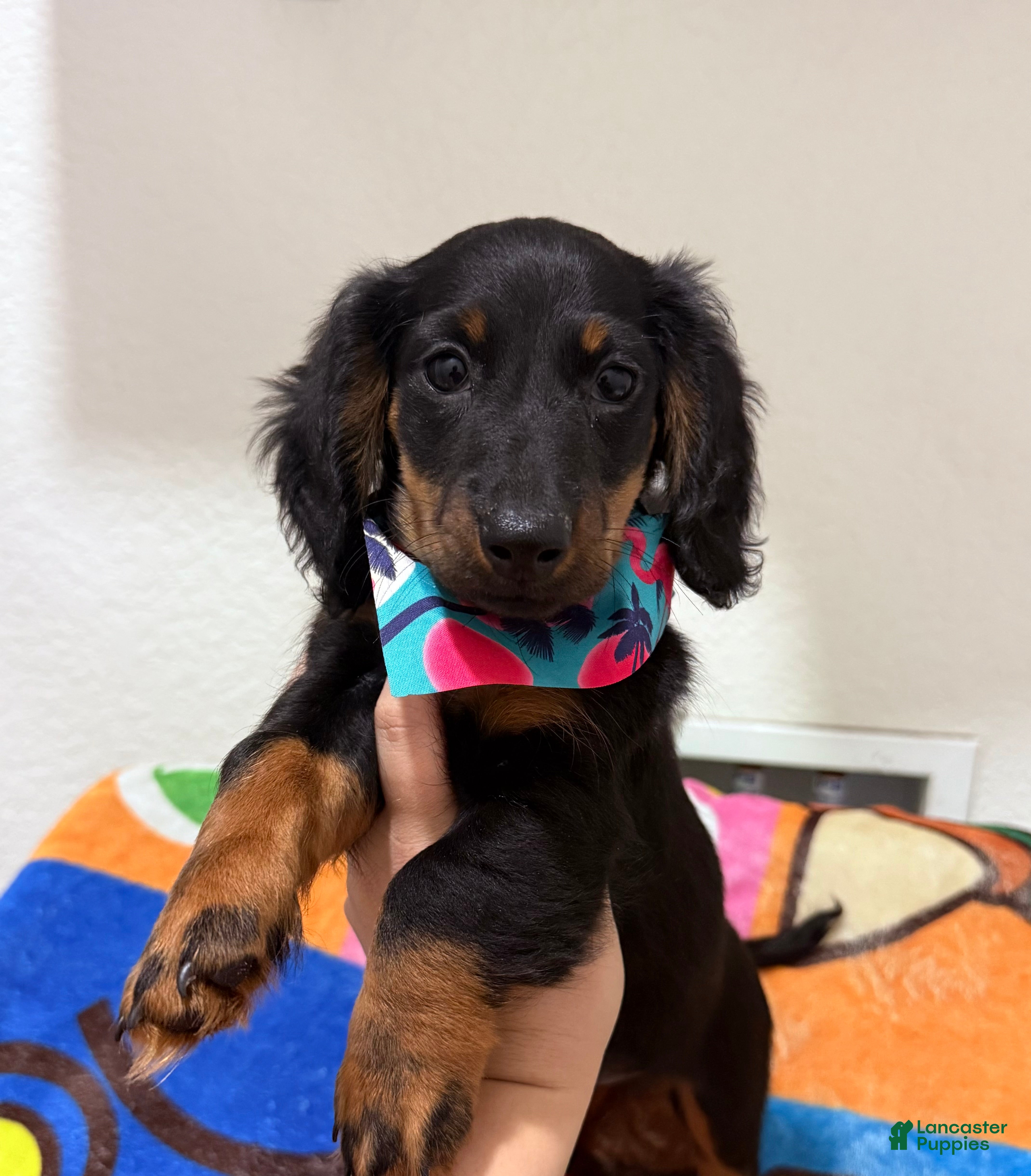 Miniature Dachshund dogs Mini Dachshund Boy 3 - Ad 1