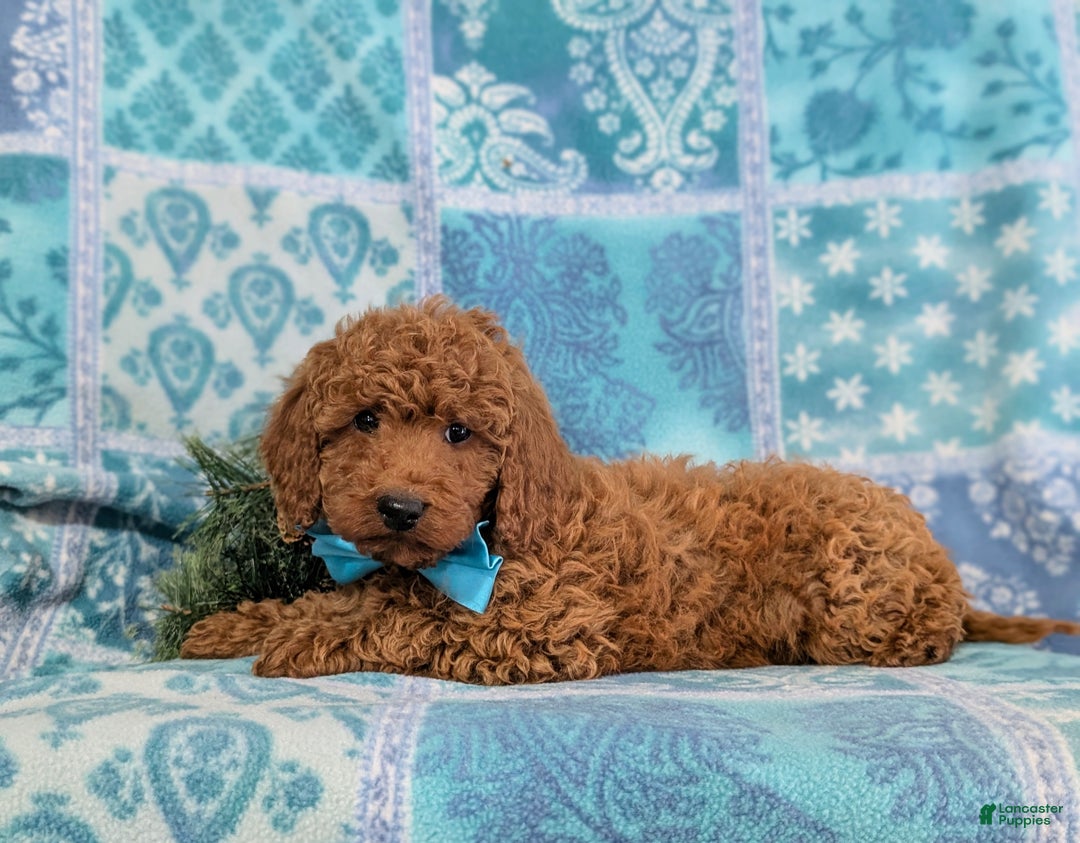Miniature Poodle dogs for sale: Broderick - Ad 5