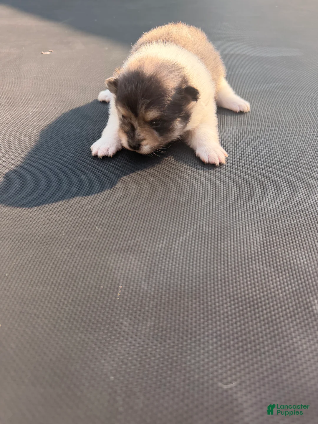 Pomeranian dogs for sale: Leo - Ad 2