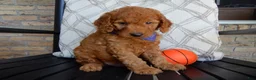 Mini Goldendoodle dogs for sale: Gus-MEDIUM - Ad 3