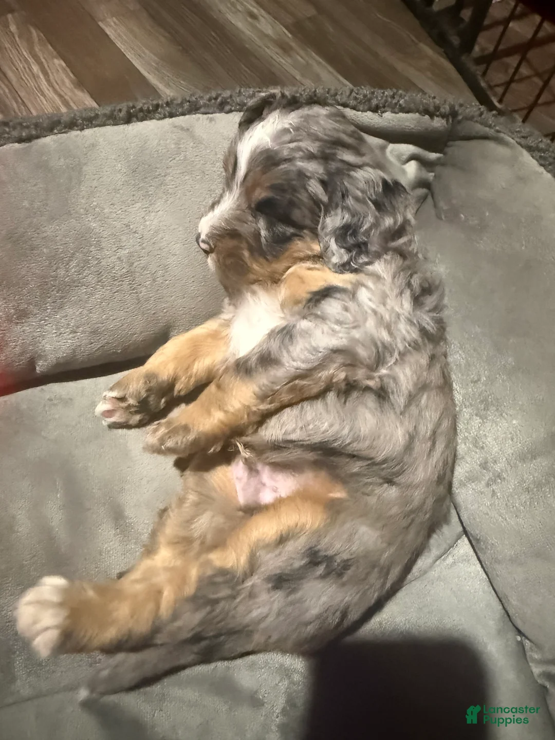 Mini Bernedoodle dogs for sale: Mini Bernedoodle Boone - Ad 2