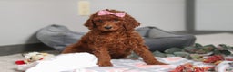 Standard Poodle dogs for sale: Lola AKC - Ad 2