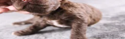 Mini Goldendoodle dogs for sale: Christian - Ad 4