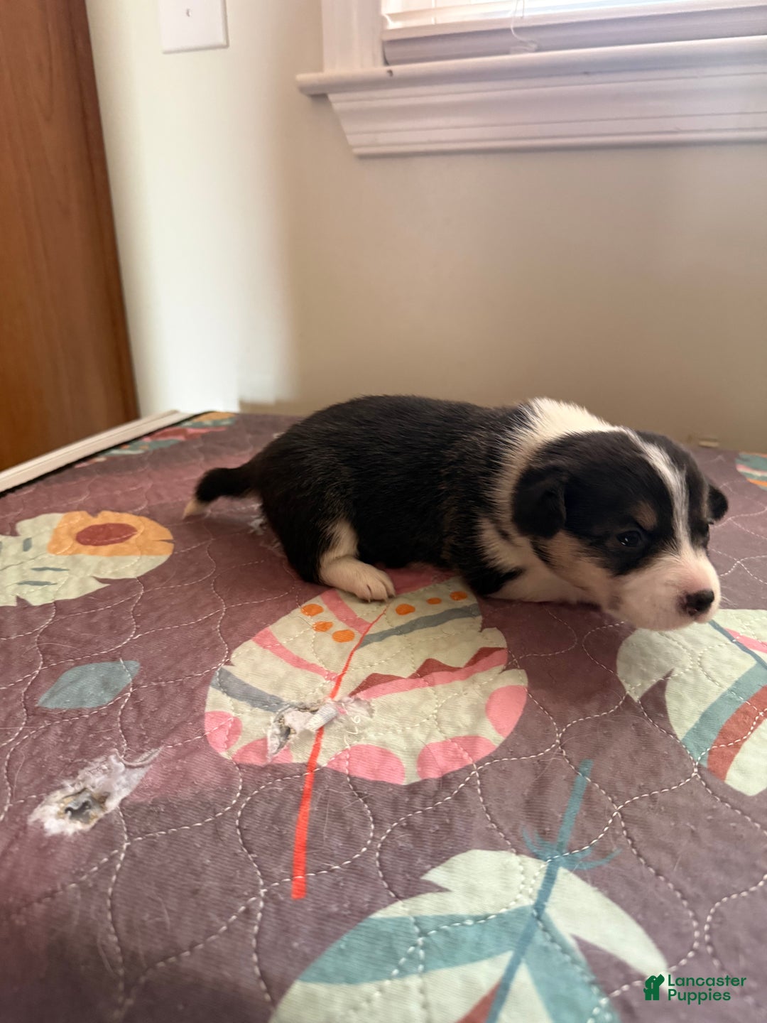 Welsh Corgi Pembroke dogs for sale: McKenzie - Ad 5