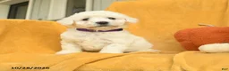 Bichon Frise dogs for sale: Harlow  - Ad 3