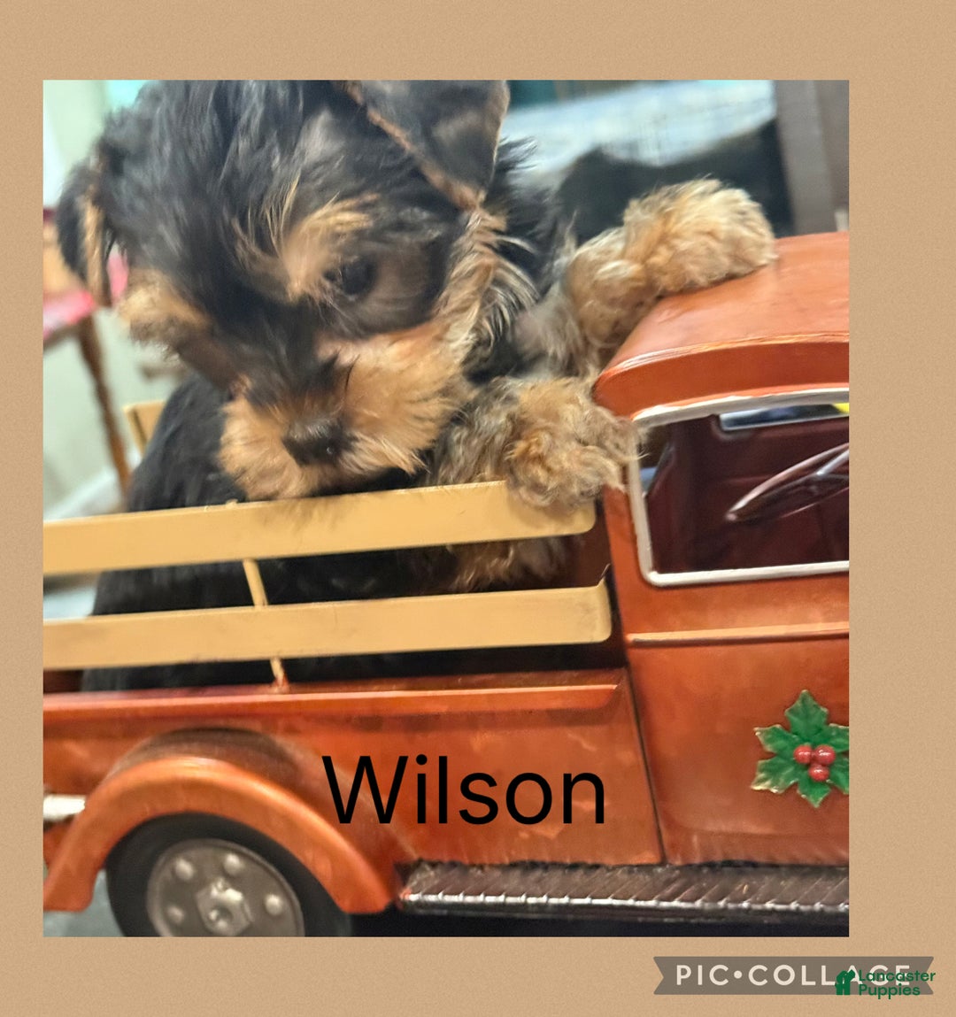 Yorkiepoo dogs for sale: Yorkiepoo Puppy 1 wilson - Ad 2