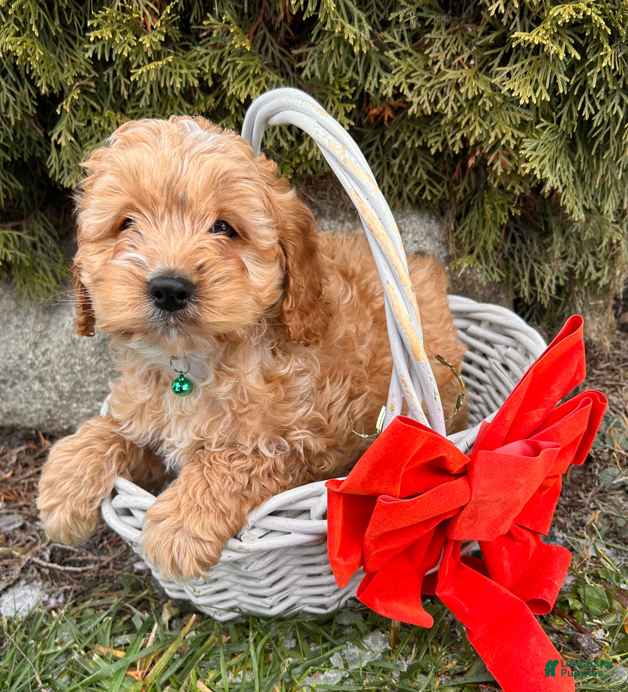 Cockapoo dogs Liam - Ad 6