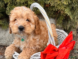 Cockapoo dogs Liam - Ad 21