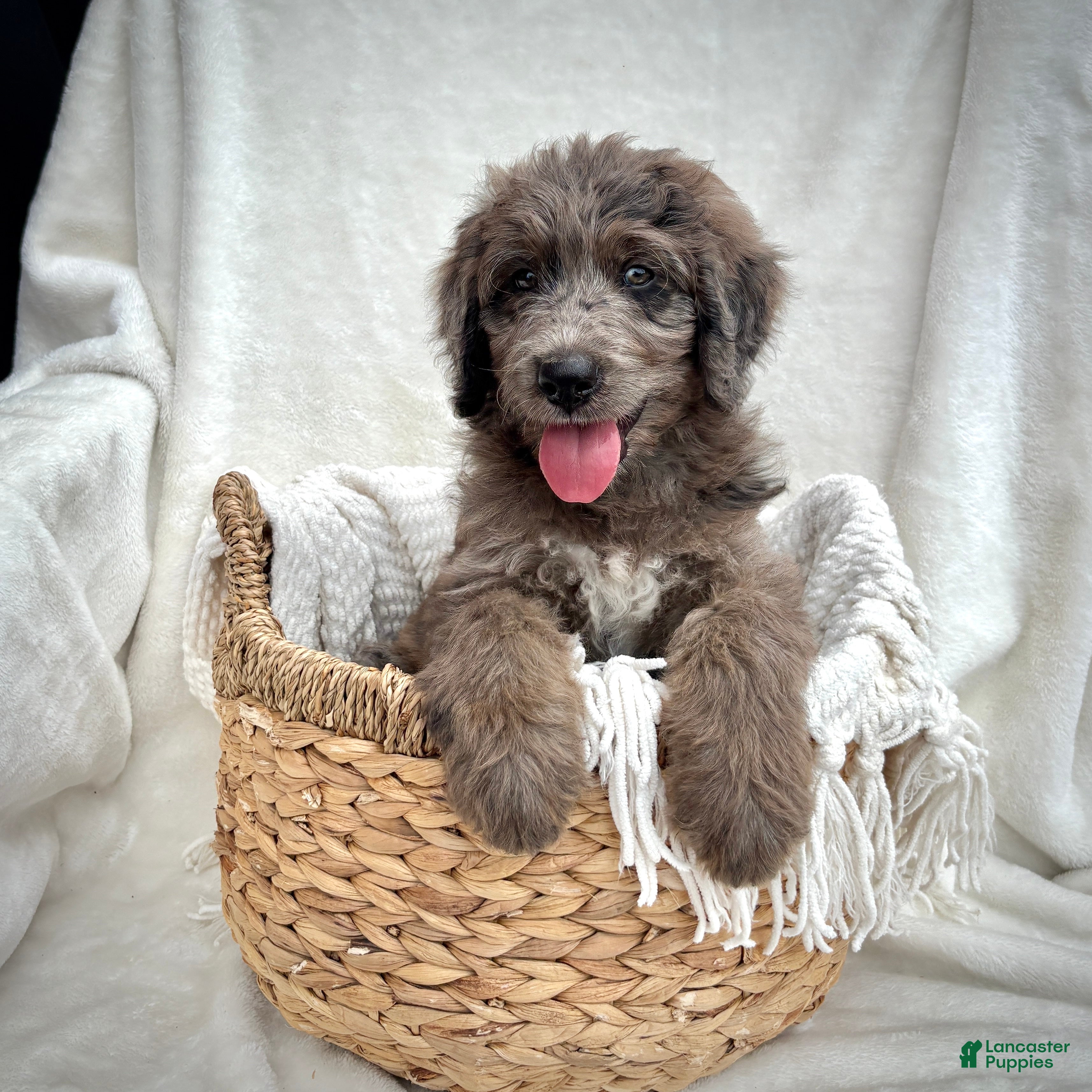 Bernedoodle dogs Scout - Ad 2
