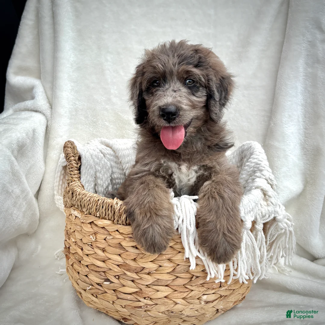Bernedoodle dogs for sale: Scout - Ad 2
