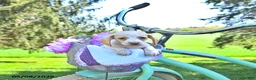 Miniature Dachshund dogs for sale: Minie - Ad 4
