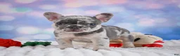 French Bulldog dogs for sale: Daisy - Ad 11
