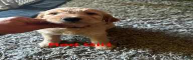 Goldendoodle 2