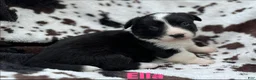 Welsh Corgi Cardigan dogs for sale: Ella - Ad 7