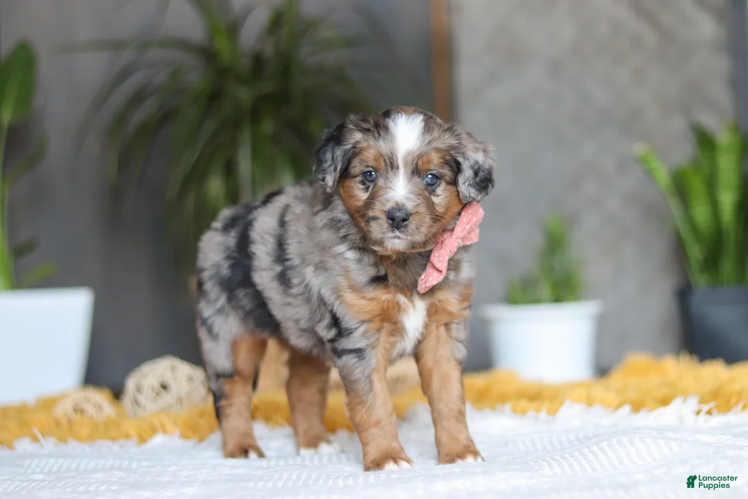 Mixed Breed dogs for sale: Azure - Ad 4