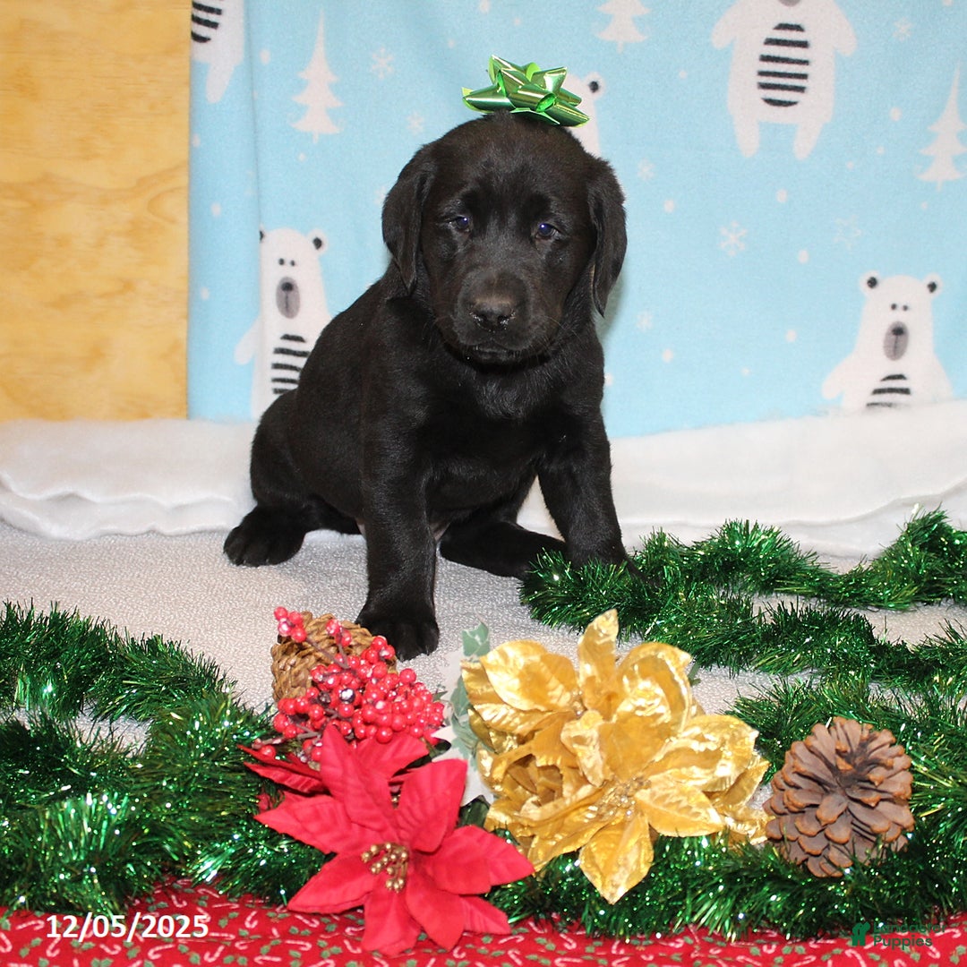 Goldador dogs for sale: Bell  - Ad 1