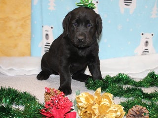 Goldador dogs Bell - Ad 7