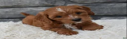 Cavapoo dogs for sale: Rocco  - Ad 7