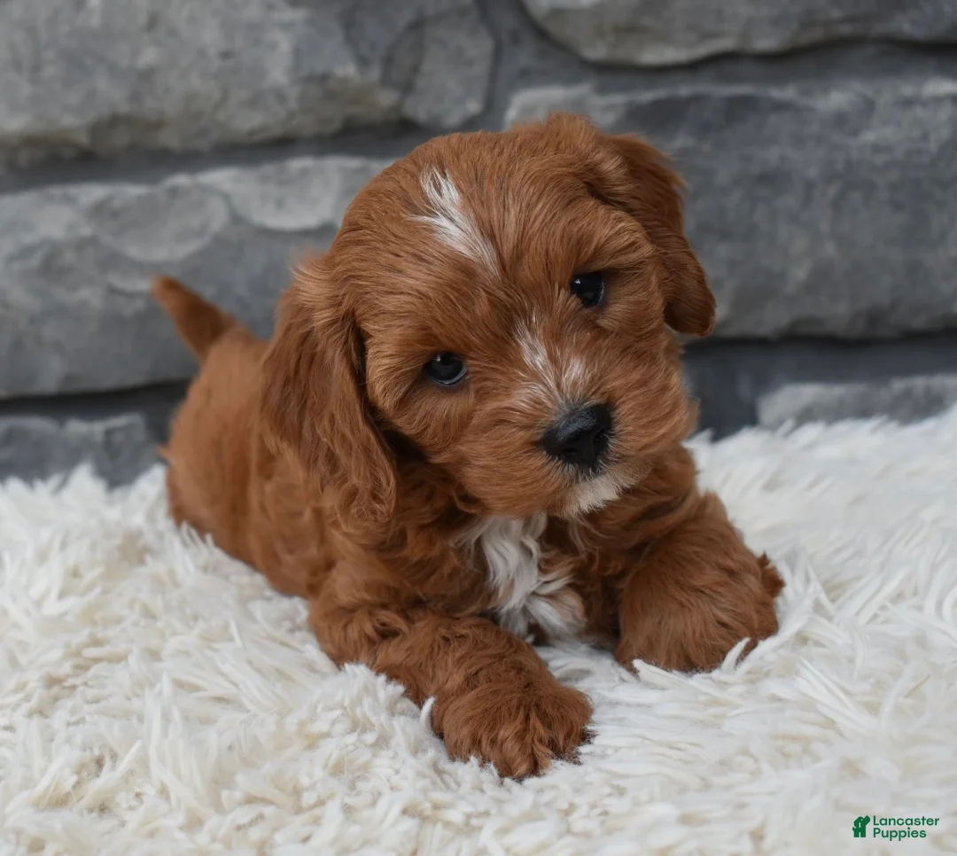 Cavapoo dogs for sale: Rocco  - Ad 7