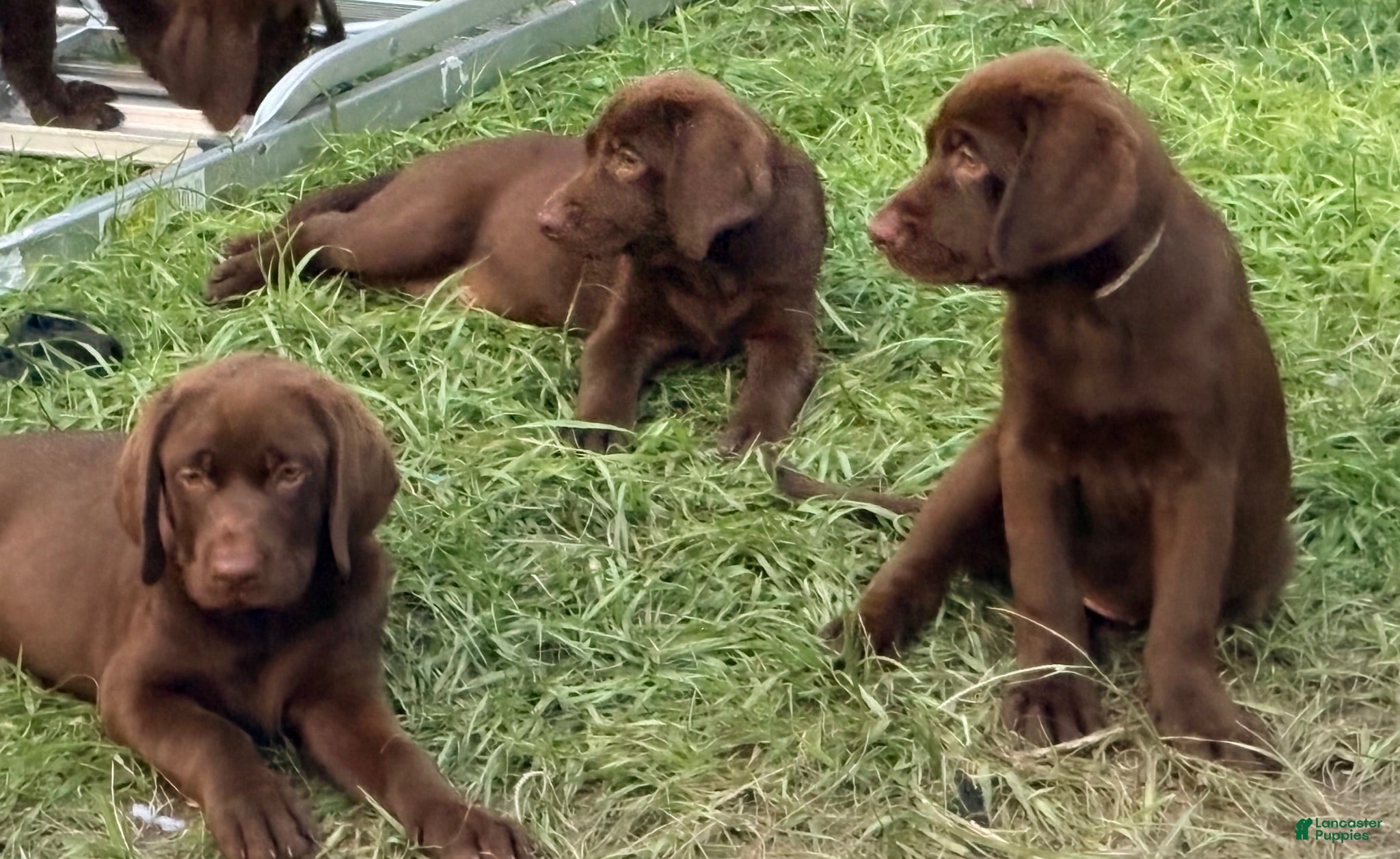Labrador Retriever dogs Labrador Retriever 2 - Ad 1