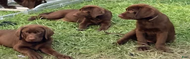 Labrador Retriever 2