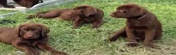 Labrador Retriever dogs for sale: Labrador Retriever 2 - Ad 1