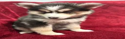 Pomsky dogs for sale: Celeste - Ad 5