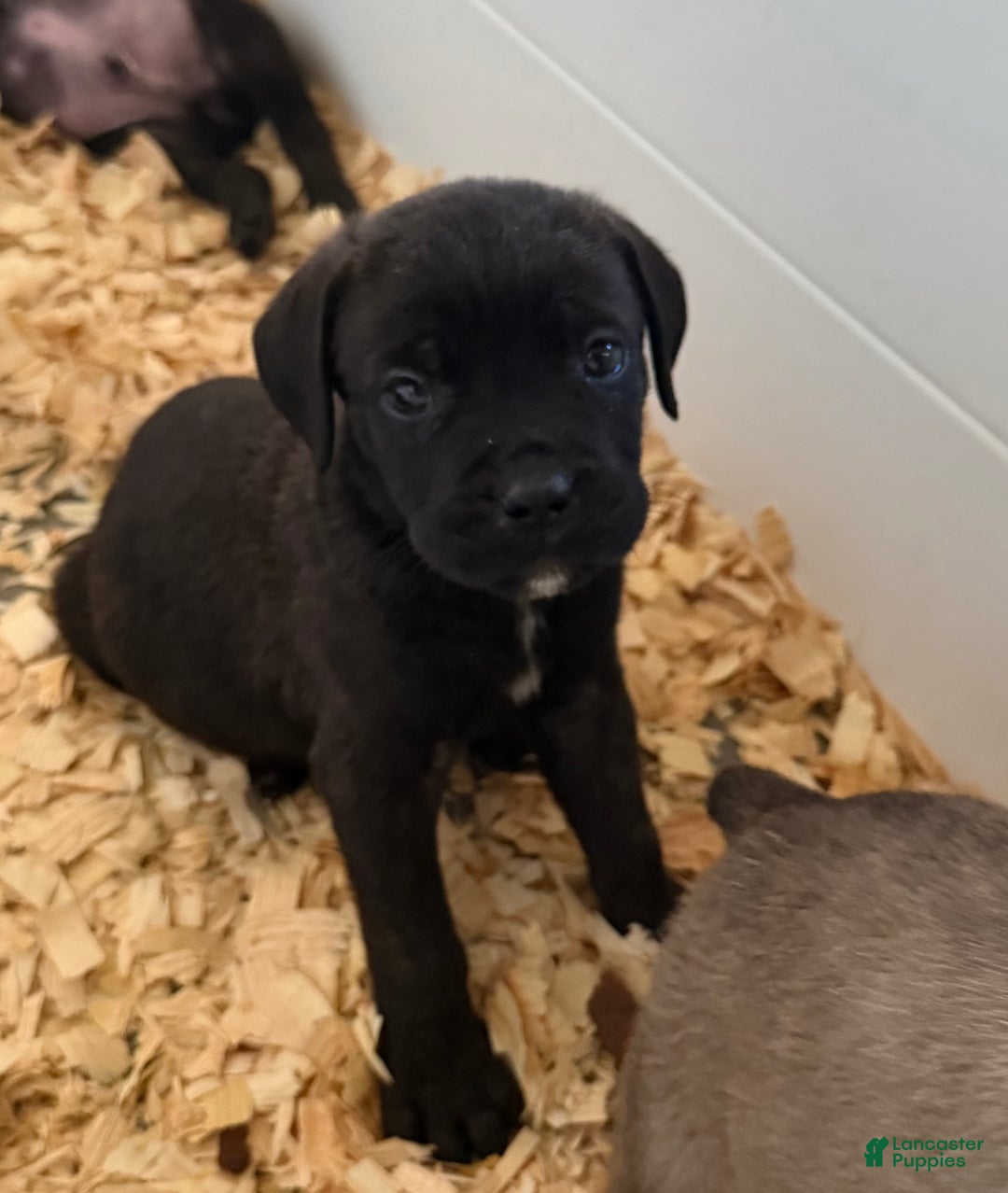 Cane Corso dogs for sale: Milo - Ad 2