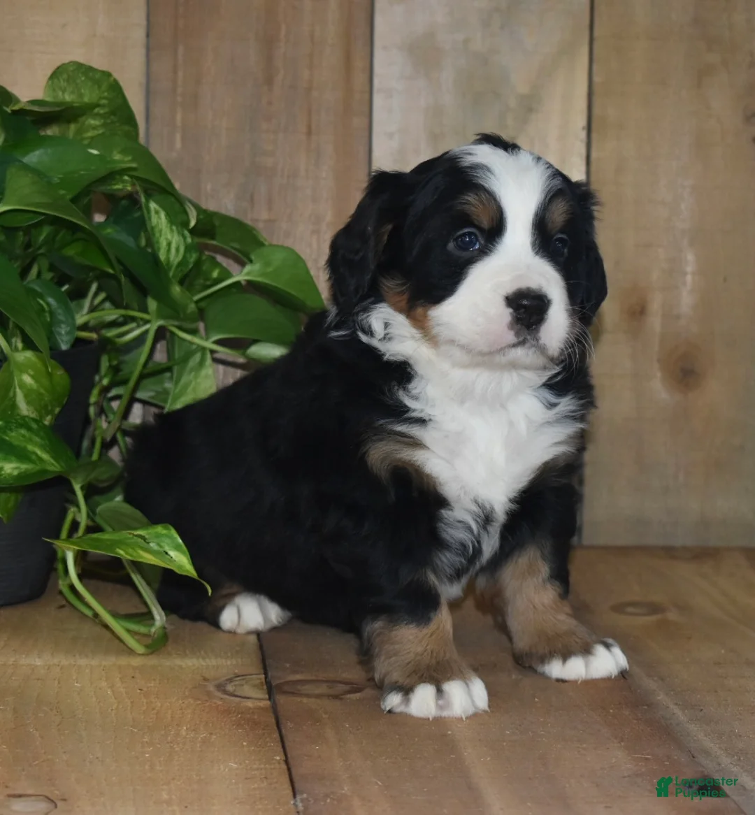 Bernese Mountain Dog dogs for sale: Nova - Ad 4