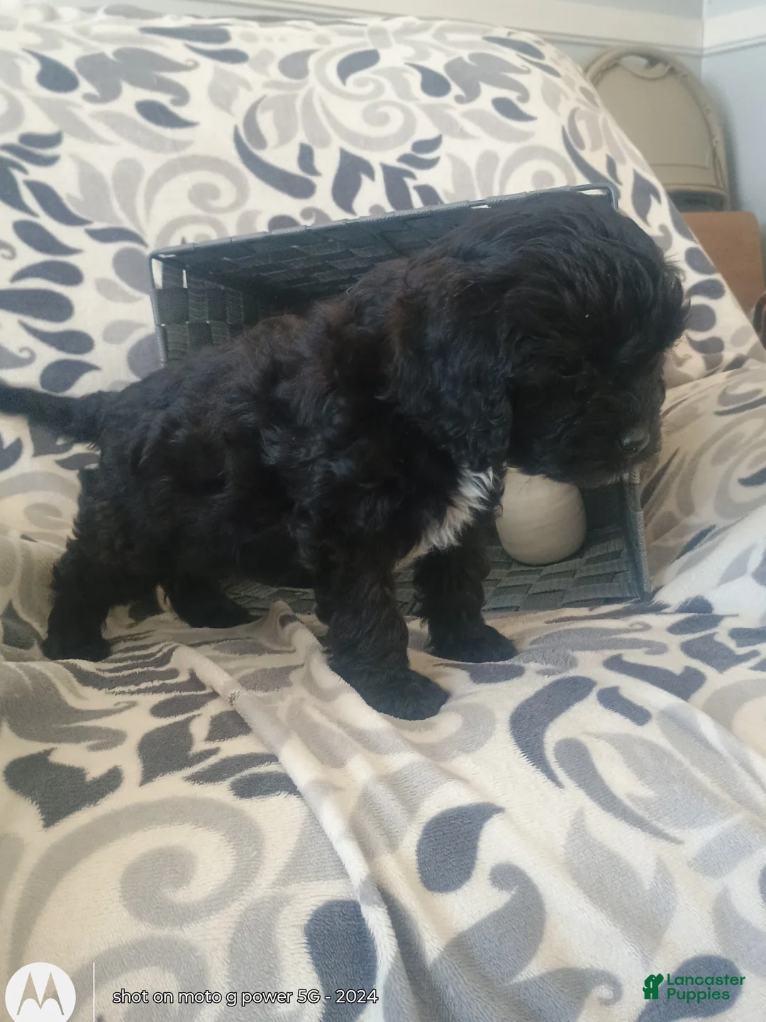 Cavapoo dogs for sale: Rosy - Ad 2