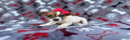 Jack Russell Terrier dogs for sale: Briar - Ad 1
