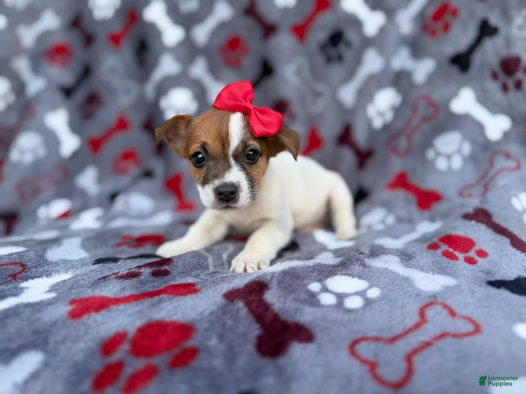 Jack Russell Terrier dogs for sale: Briar - Ad 1